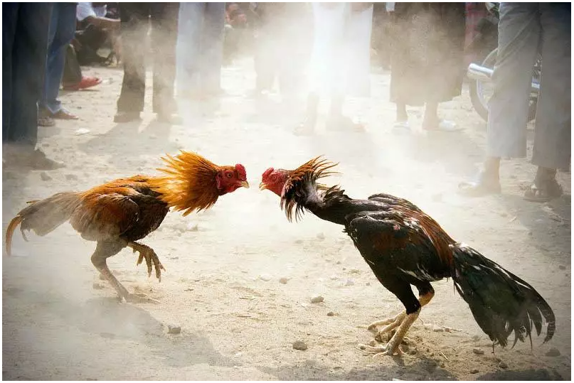 Một vài kinh nghiệm thắng lớn cho người chơi đá gà