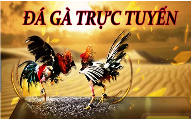 Tìm hiểu thông tin về nhà cái đá gà chất lượng
