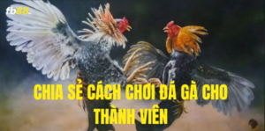 FB88 chia sẻ cách chơi đá gà đơn giản