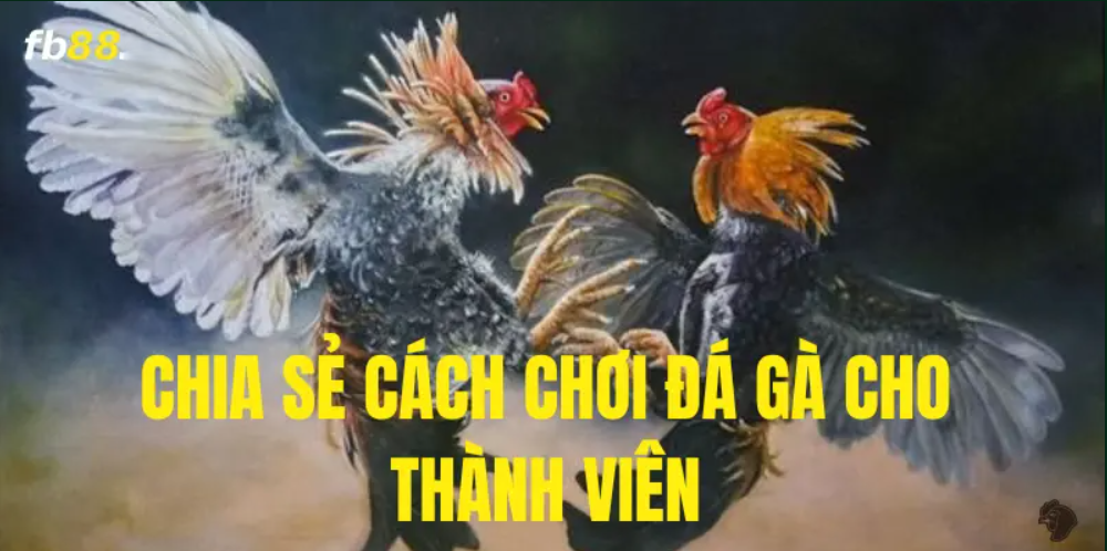 FB88 chia sẻ cách chơi đá gà