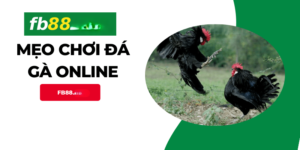 Mẹo Chơi Đá Gà Online hay nhất fb88